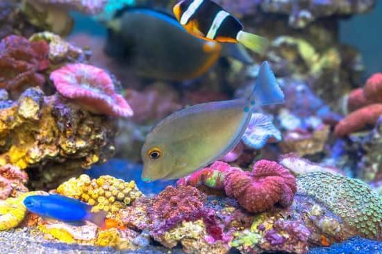 Bracciale Feng Shui Come Funziona 1 Scopri il bracciale Feng Shui e come funziona per portare equilibrio e armonia nella tua vita