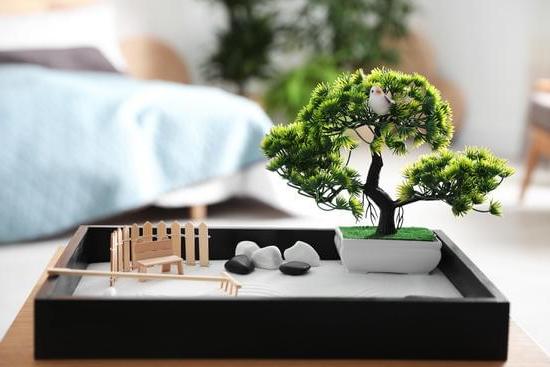 Feng Shui Piante 13 Scegli le migliori piante secondo il Feng Shui per un'armoniosa energia nell'ambiente