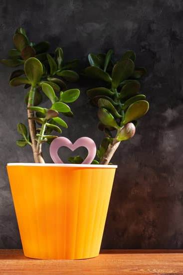 Albero Dei Soldi Feng Shui 1 Posiziona l'Albero dei Soldi Feng Shui nella zona della ricchezza per attrarre prosperità e fortuna