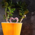 Feng Shui Colori Ingresso Armonia con i colori dell'ingresso secondo il feng shui: scopri come scegliere i toni giusti