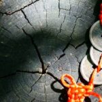 Bioedilizia E Feng Shui Armonizza spazi e materiali naturali nella bioedilizia secondo i principi del Feng Shui