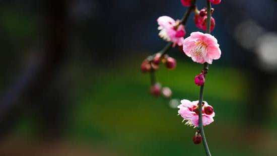 Animale Protettore Feng Shui 1 Scopri come trovare l'animale protettore Feng Shui ideale per la tua casa