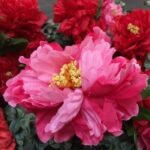 Feng Shui Italiano Scopri il vero significato di FENG SHUI ITALIANO nelle nostre guide specializzate