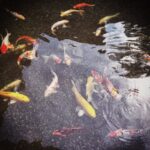 Architetto Feng Shui Come trovare un architetto Feng Shui esperto per la tua casa ideale