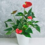 Antica Moneta Di Rame Taiwan Drago Cavallo Segno Feng Shui Scopri il potere dell'antica moneta di rame taiwanese con simboli del drago e del cavallo per il feng shui