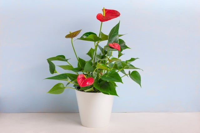 Feng Shui Regole Per La Casa 16 Feng Shui regole per la casa: armonia e equilibrio nell'ambiente domestico