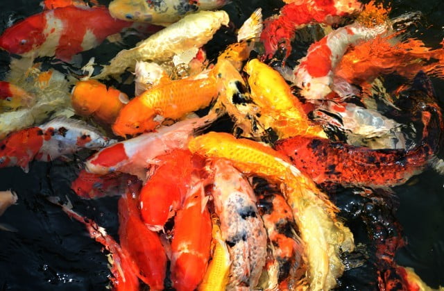 Feng Shui Piante Da Interno 1 Abbellisci il tuo spazio con il Feng Shui: Scegli le piante da interno adatte