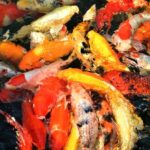 Corsi Feng Shui Corsi Feng Shui: scopri l'armonia degli spazi e impara le antiche tecniche orientali