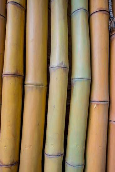 Quante Galline Bisogna Avere Secondo Il Feng Shui 3 L'importanza di avere un numero specifico di galline secondo il Feng Shui