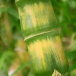 Feng Shui Per Trovare Lavoro Feng Shui per trovare lavoro: applica i principi per attrarre opportunità lavorative