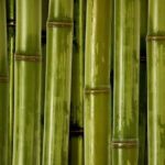 Feng Shui Portafoglio Organizza il tuo portafoglio secondo i principi del Feng Shui per attrarre l'abbondanza