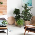 Amazon Le Quattro Porte Del Feng Shui Scopri i segreti delle Quattro Porte del Feng Shui con Amazon, il tuo alleato per l'armonia domestica