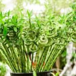 Centro Olistico Feng Shui Groupon Esperienza rilassante al Centro Olistico Feng Shui con offerte Groupon esclusive