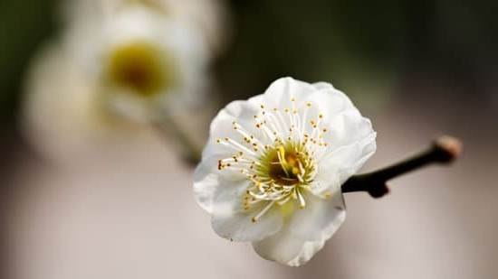 Feng Shui Anno Di Nascita 1 Scopri il tuo feng shui personale per il tuo anno di nascita