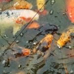 Come Deve Essere Il Nastro Rosso Portafortuna Feng Shui Il nastro rosso portafortuna feng shui deve essere lungo almeno 20 centimetri