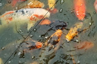 Casa Feng Shui Immagini 1 Casa Feng Shui: armonia e equilibrio con immagini ispiratrici