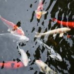 Decorar Con Feng Shui Scegli colori e oggetti in armonia con il Feng Shui per decorare con equilibrio e serenità