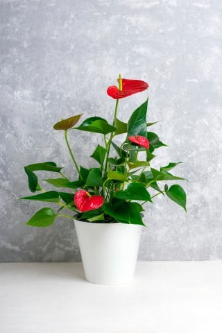 Disposizione Ufficio Feng Shui 1 Crea un ambiente armonioso per la disposizione dell'ufficio secondo i principi del Feng Shui