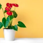 Feng Shui Acquario Camera Da Letto Posiziona l'acquario nella camera da letto seguendo i principi del Feng Shui per migliorare l'armonia e il benessere