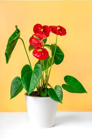 Colori Ideali Per Ogni Stanza Secondo Il Feng Shui 1 Scegli i colori ideali per ogni stanza secondo il Feng Shui: Verde per la camera da letto, blu per il bagno