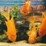 Consulente Feng Shui Firenze Consulente Feng Shui Firenze: armonia e equilibrio nelle tue stanze