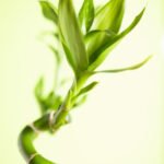 Che Elemento Sei Feng Shui Scopri il tuo elemento secondo il Feng Shui: che tipo di energia positiva porti alla tua vita