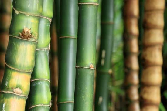 Cosa È Il Feng Shui 1 Scopri cos'è il Feng Shui e trasforma la tua casa con armonia e equilibrio