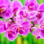 Corso Online Feng Shui Scopri il miglior corso online di Feng Shui per armonizzare la tua casa