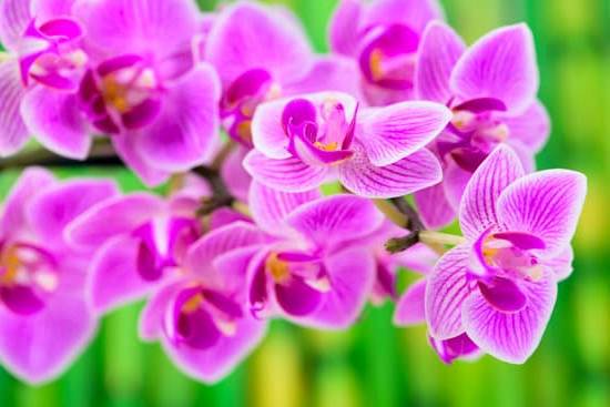 Corso Online Feng Shui 1 Scopri il miglior corso online di Feng Shui per armonizzare la tua casa