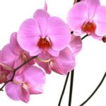 Conferire Energia Feng Shui in Una Zona Conferisci energia Feng Shui alla tua zona abitativa per un ambiente armonioso e rilassante