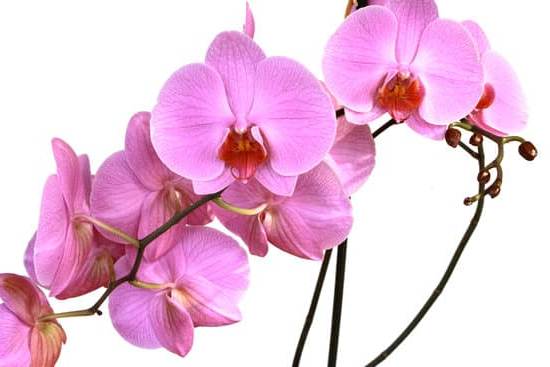 Conferire Energia Feng Shui in Una Zona 1 Conferisci energia Feng Shui alla tua zona abitativa per un ambiente armonioso e rilassante