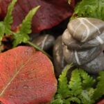 Corsi Feng Shui Imateria Scopri i migliori corsi Feng Shui su Imateria per trasformare la tua casa