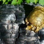 Corsi Feng Shui Bologna Corsi Feng Shui Bologna: scopri gli insegnamenti millenari per armonizzare casa e lavoro