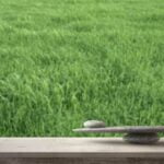 Erbe Aromatiche in Cucina Feng Shui Crea equilibrio nella cucina con le erbe aromatiche secondo il Feng Shui: scopri i segreti della cucina armoniosa