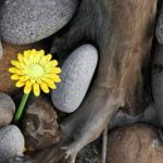 Scegli i colori giusti per la tua casa secondo il Feng Shui, e posiziona le campane al punto giusto