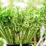 Feng Shui Come Disporre Armadio Di Fronte Alla Porta Posiziona l'armadio in modo che non ostruisca la porta per un migliore flusso di energia, secondo il Feng Shui