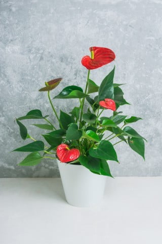 Feng Shui Divano E Letto 1 posizione, colori e armonia