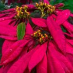 Feng Shui Canzoni armonia musicale per una casa equilibrata