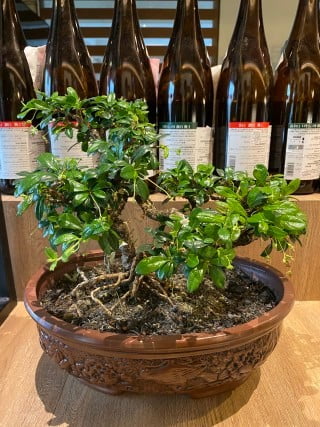 Utilizza tonalità di rosso o verde per attirare prosperità e equilibrio secondo il Feng Shui Colori della cucina