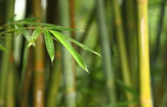 equilibrio naturale per armonia e benessere