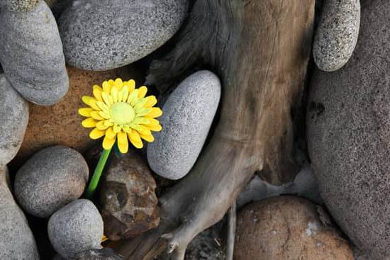 Feng Shui Per Giardino 1 come migliorare l'energia positiva