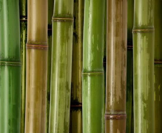 Feng Shui Per Attirare I Soldi 1 armonia nell'ambiente fisico e mentale