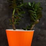 Feng Shui Libri Arrendaemnto Spa Scopri i migliori libri su Feng Shui per migliorare l'arredamento della tua spa