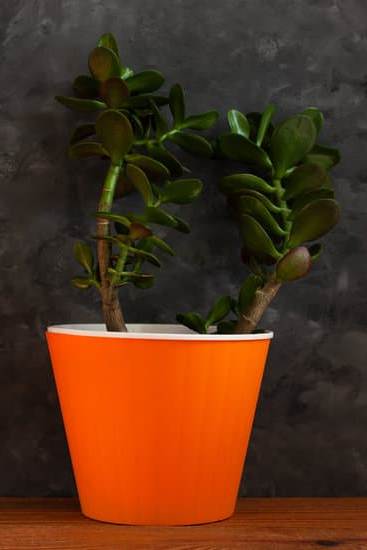 Scopri i migliori libri su Feng Shui per migliorare l'arredamento della tua spa