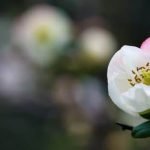 Feng Shui Musica Rilassante L'equilibrio armonioso attraverso la melodia e il flusso positivo dell'energia