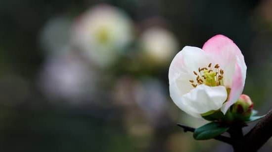 Feng Shui Manuale 1 Scopri i segreti del Feng Shui Manuale per armonizzare il tuo spazio