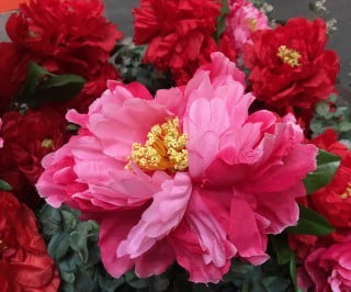 Feng Shui Negozio Online 1 scopri il nostro negozio online per un ambiente armonioso e equilibrato