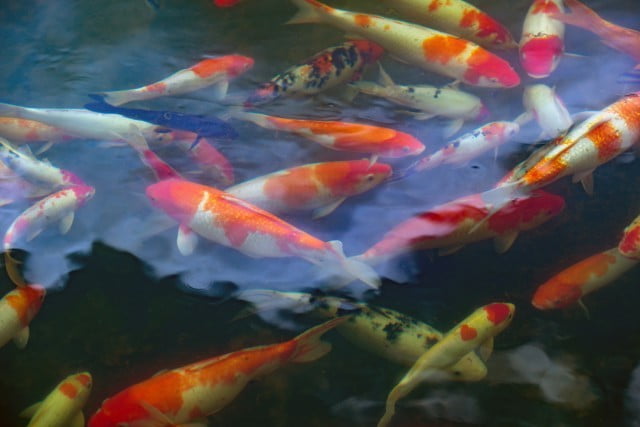 armonia e equilibrio con feng shui immagini di persone