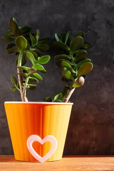 Feng Shui La via Dell'Uomo 1 Scopri i segreti del Feng Shui La Via Dell'Uomo per migliorare la tua vita quotidiana