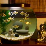 Feng Shui Pesci Rossi Massimizza la positività in casa con il Feng Shui per i tuoi pesci rossi